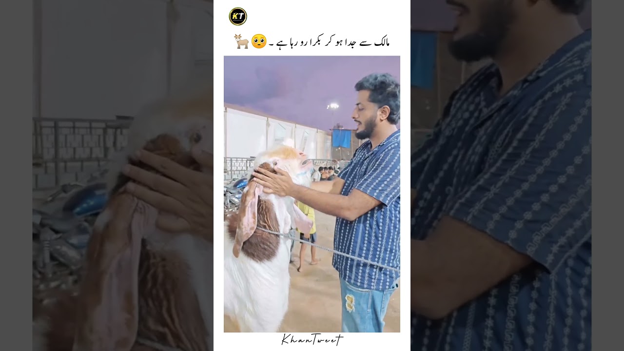 Juddai ka gham ! Bakra bhi ro para. ❤️🥺
