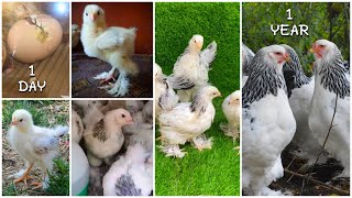 مراحل نمو دجاج البراهما من اول يوم الى سنة