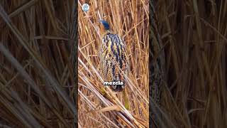 The bittern's technique for remaining motionless and simulating being part of the vegetation