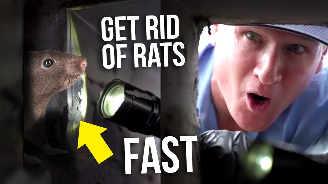 How To Get Rid Of Rats — Expert Tips