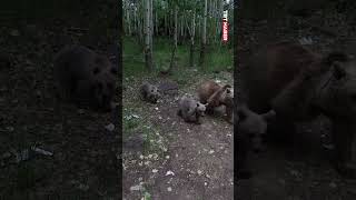 Ayılar Dron Görürsebitlis