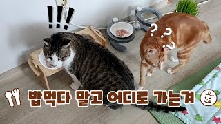 고양이들 생식 먹방  은동이 어그로에 묘르신 식사 중단하심