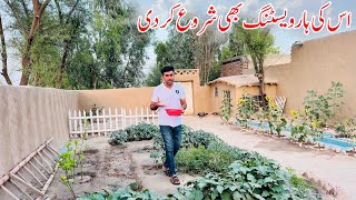 Es Ki Harvesting bhi Start Kardi | Village Life in Pakistan | Shoaib Maharzada