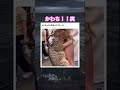 キョロキョロかわい笑　#shorts#動物#かわいい#可愛い#癒し#癒し動画 #猫