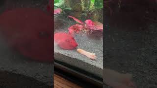 Red puffer fish