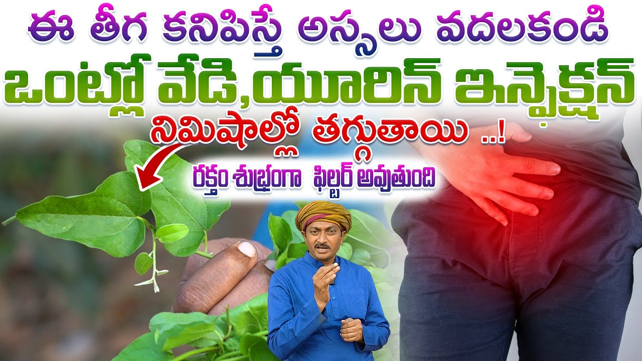 ఒంట్లో వేడి,యూరిన్ ఇన్ఫెక్షన్ నిమిషాల్లో తగ్గి రక్తం ఫిల్టర్ అవుతుంది | Dr.Ravivarma | AYUR MANTRA