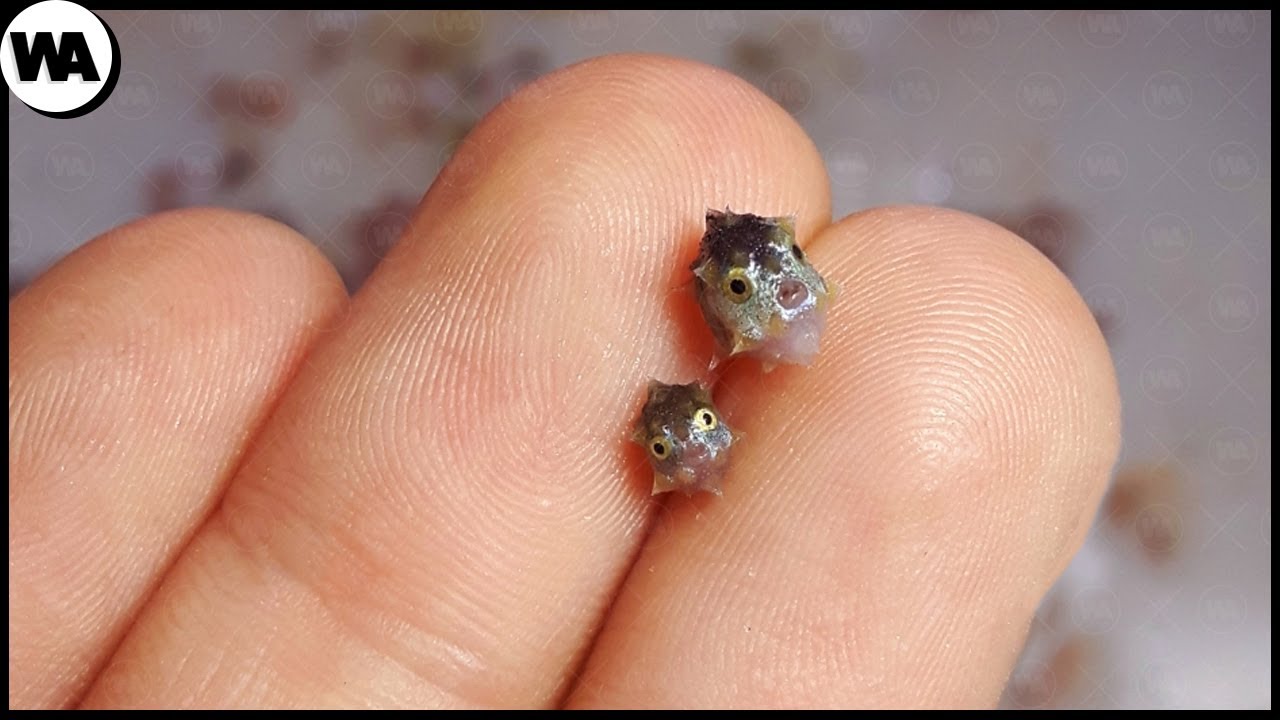 Ce Poisson Grandira Jusqu'à 2 Tonnes