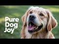 Do Dogs Actually Smile