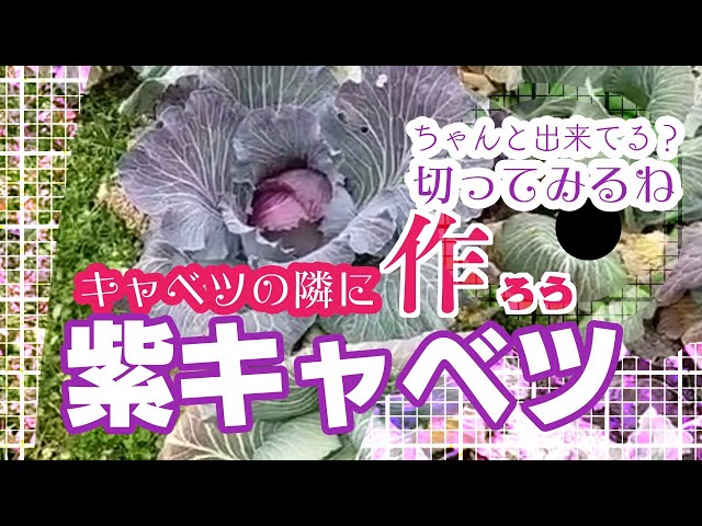 紫キャベツの家庭菜園での育て方 Youtube