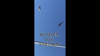 Atmaca Saldirisi Çok Yaklaşti..