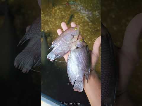 Video: Ko gourami znesejo jajca?