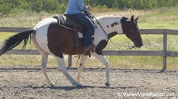 BWR Smart Lil Dottie - working the flag#2! - ValleyViewRanch.net