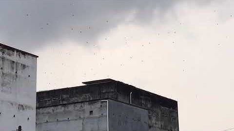 YSC Swiftlet Farm (金井燕子城)