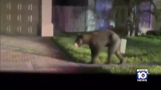Celebrity Bear spotted wandering through neighborhoods in Homestead Net Worth