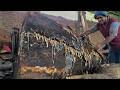 EXTREME JOB!! Giant Log Cutting Without Protection – One Wrong Move = Death