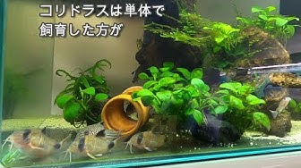 コリドラスハステータス Youtube