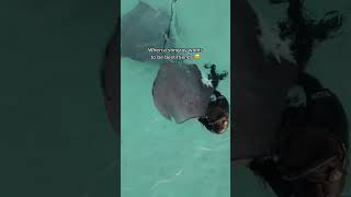 Download Lagu Stingray buddy 🥹 #ocean #stingray #ray #dive MP3