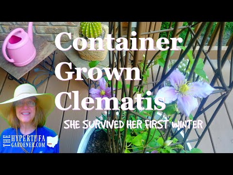 Video: Clematis In Pot: Clematis In Containers Buiten En Thuis Kweken. Groeien Ze In Plantenbakken? Regels Voor Planten En Verzorgen