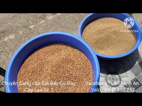 Ngũ Cốc & Lúa Tiêu Cho Chim Cu Gáy