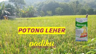 How to overcome neck rot in rice plants..... Antracol fungicide!
