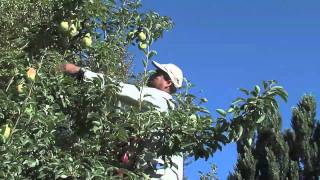 Bartlett Pear harvest