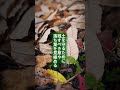 余白を作る清めの掃除。草や落ち葉を全部なくすことが本当に「いい掃除」なのか。