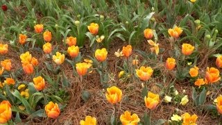 How to Choose Flowers for the Season At Home With P Allen Smith