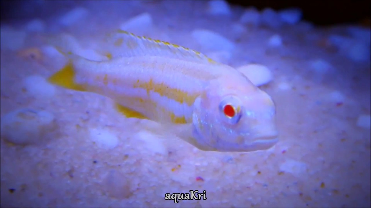 auratus cichlid price Albino Auratus Fish (Melanochromis Auratus Cichlid)