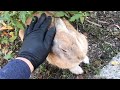 I petted the rabbit and it melted.