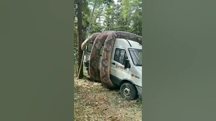 Anaconda snake in the Amazon jungle😯#shorts