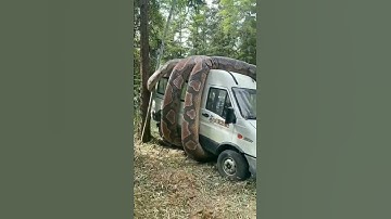 Anaconda snake in the Amazon jungle😯#shorts