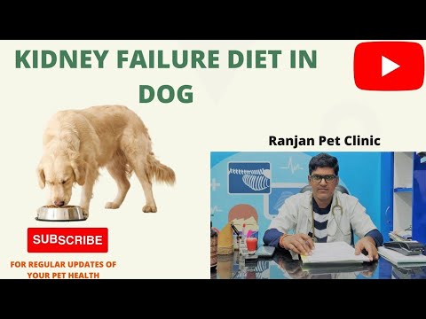 Kidney failure diet in dog
