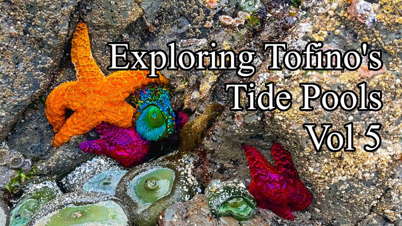 Finding Vibrant Starfish and Sea Anemones at Low Tide and in Tidepools