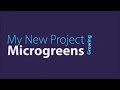 Microgreens Project Part 4