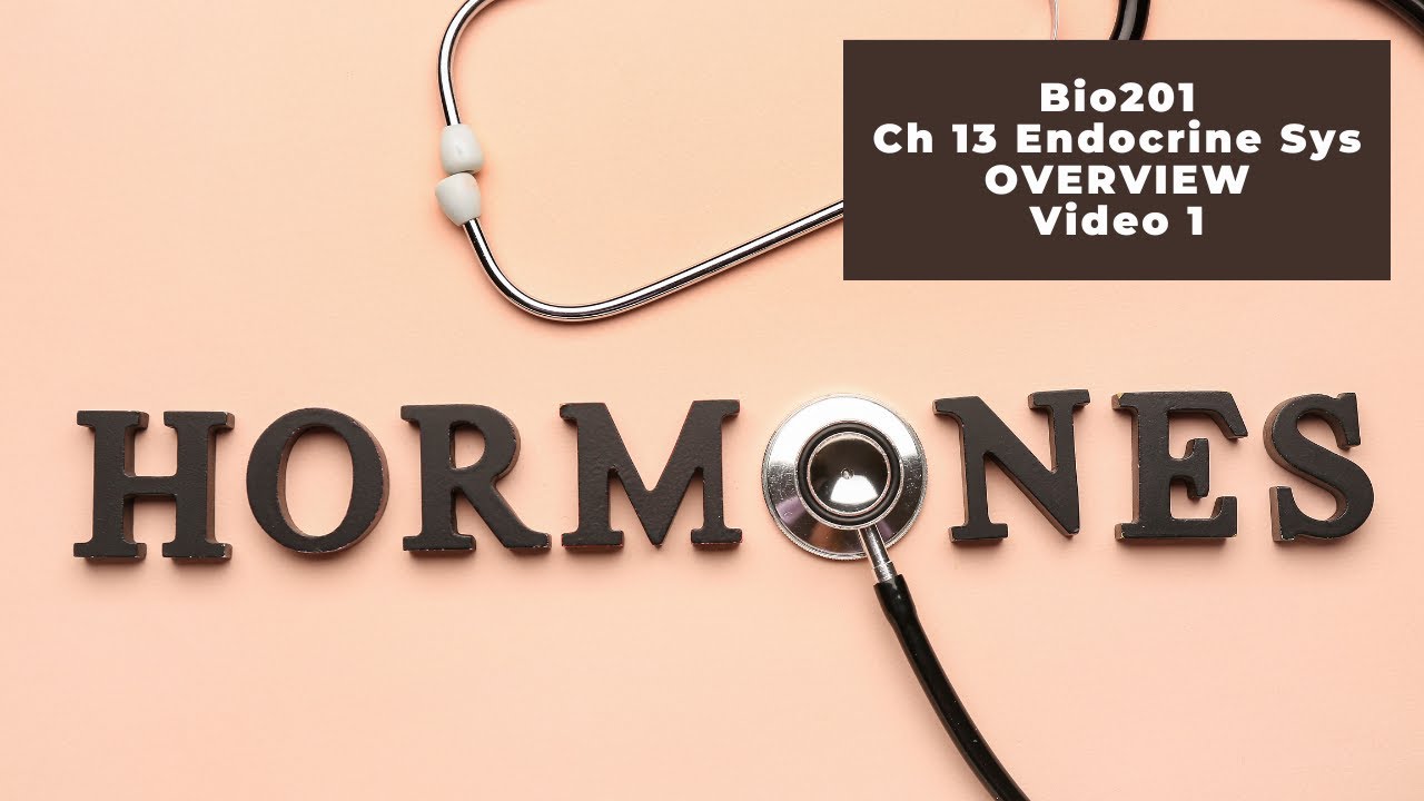 Bio 201 Ch 13 Endocrine System OVERVIEW - Video 1