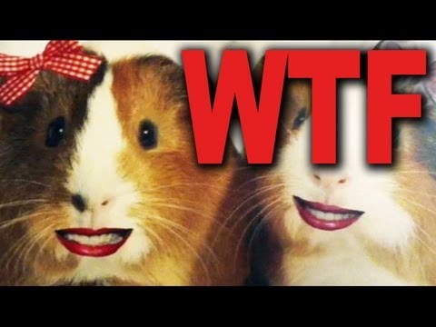 GUINEA PIG PR0N IN OUR MAIL?!