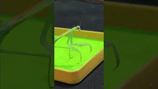 Look around, very alert, very curious