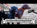 Are Male Dogs or Female Dogs Better | The DogBone VLOG: Ep: #125