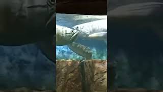 arowana fish/അരൊവന