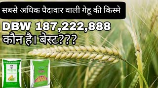 गेहू की उन्नत किस्मे।।DBW187,222,888।।सबसे ज्यादा उपज देने वाली गेहू।।Top5 hybrids wheat verity ।।