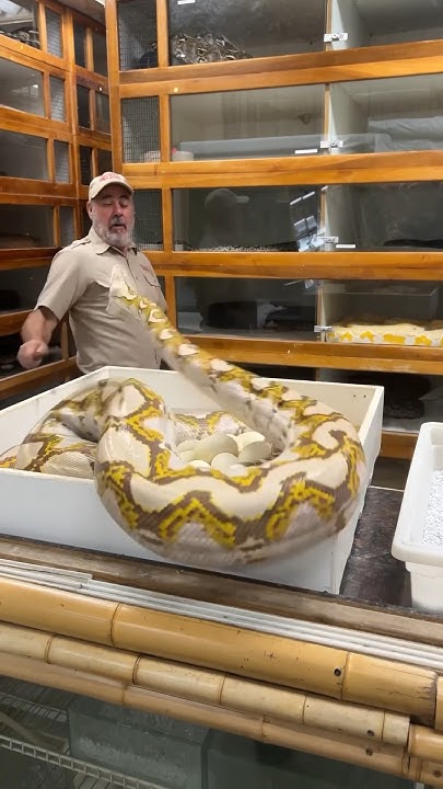 Angry Python got close one but not close enough😅 - YouTube