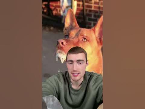 How do I know if an animal has rabies?