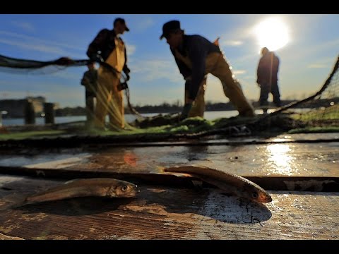 Видео: Нужна ли лицензия на ловлю корюшки?