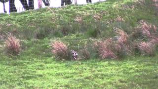Badger cubs being trained to forage for food - short by Chris Sydes 92 views 8 years ago 36 seconds