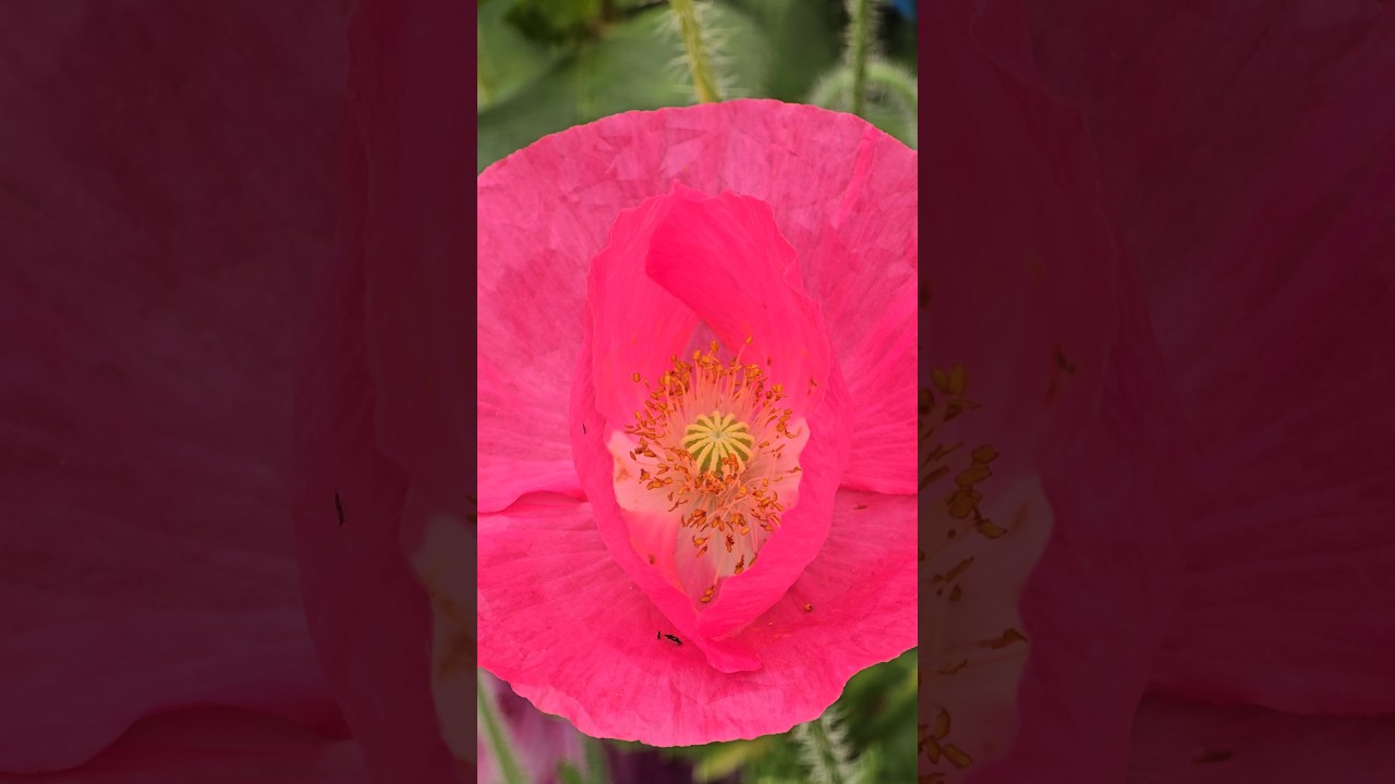 Pink Poppy (papaver somniferum)