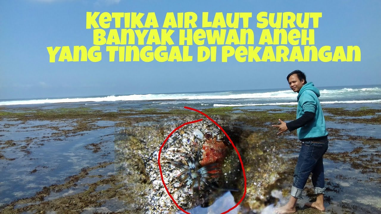  HEWAN  HEWAN  KARANG UNIK  SAAT LAUT  SURUT YouTube