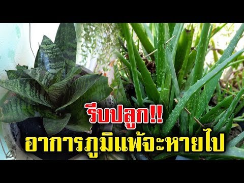 วีดีโอ: กระถางสำหรับโรคภูมิแพ้ - ปลูกต้นไม้ในบ้านเพื่อบรรเทาอาการภูมิแพ้