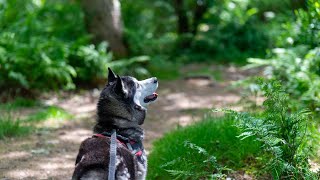 How do I teach my Siberian Husky to be calm during grooming sessions?