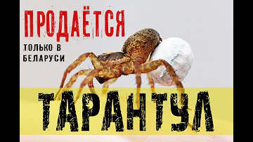 Южнорусский тарантул в Беларуси