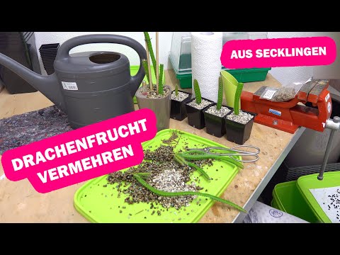 Video: Drachenfrucht-Vermehrungsmethoden - Wie man Pitaya-Pflanzen vermehrt